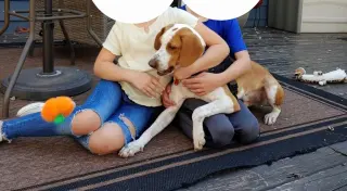 Emerson-great family dog
