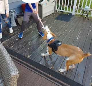 Emerson-great family dog
