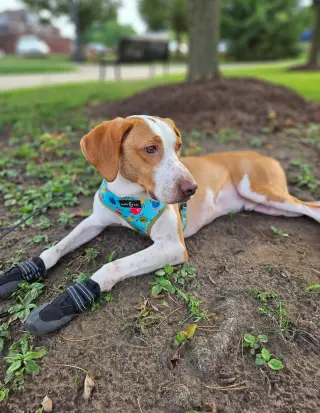 Emerson-great family dog