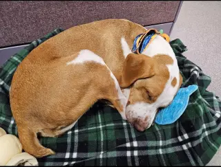 Emerson-great family dog