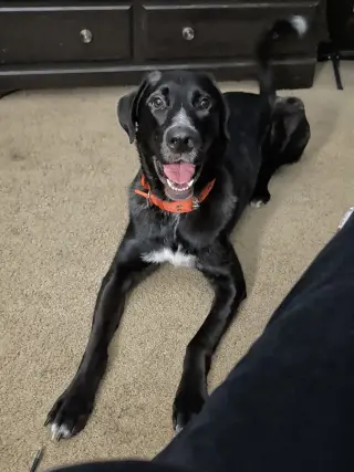 Alfie