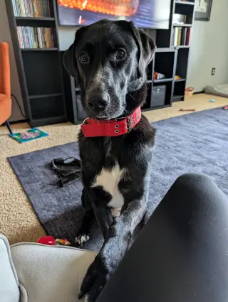 Alfie