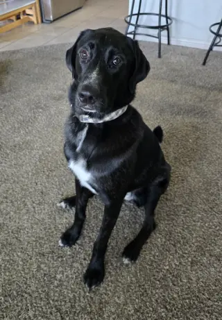 Alfie