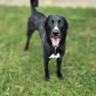 Alfie