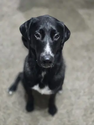 Alfie