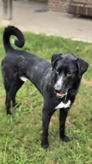 Alfie
