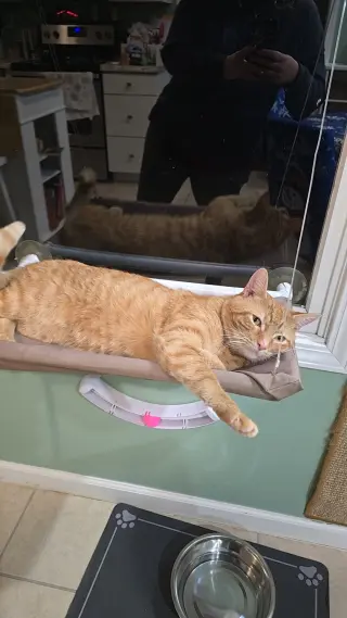 Reginald aka Reggie