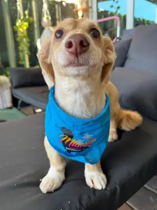 Marli (fostered in Miami, FL)