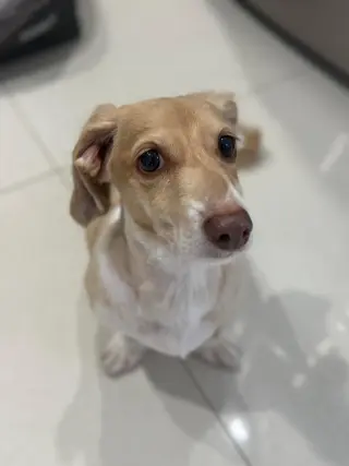 Marli (fostered in Miami, FL)