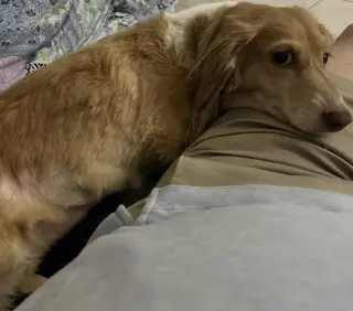 Marli (fostered in Miami, FL)