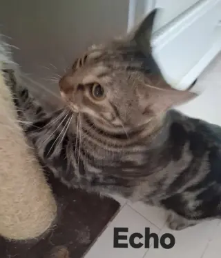Echo