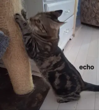 Echo