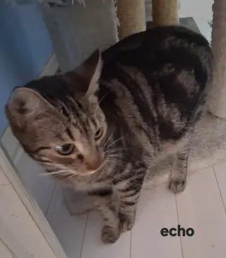 Echo