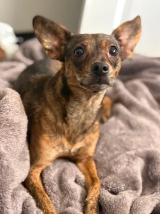Princess