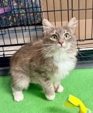 Fluffy