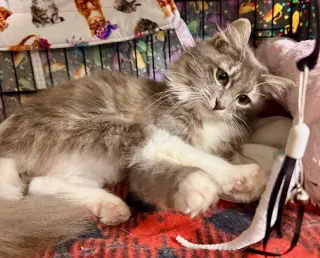 Fluffy