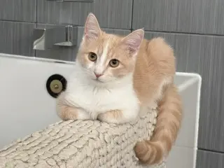 Chai