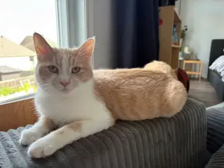 Chai