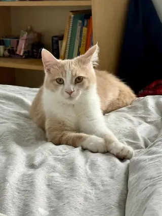 Chai