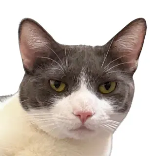 Goosie Gus