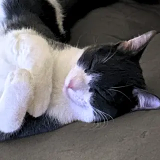 Goosie Gus