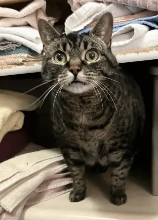 Demeter