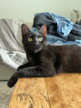 Trixie
