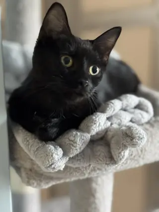 Trixie