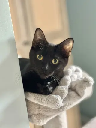 Trixie