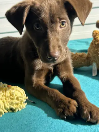 CoCo