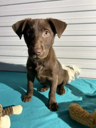 CoCo