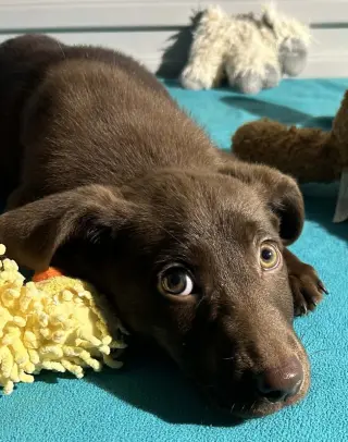 CoCo