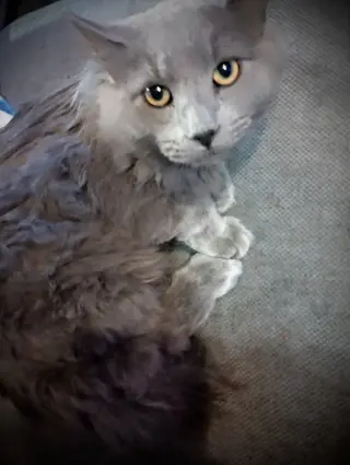 ***Picasso (Gray Fluffy Male)