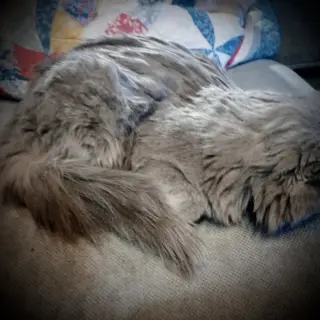 ***Picasso (Gray Fluffy Male)