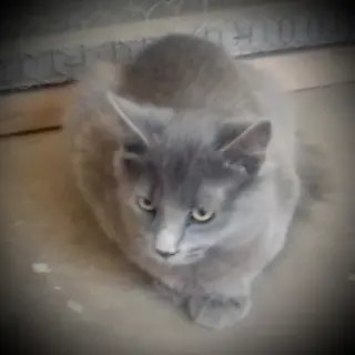 ***Picasso (Gray Fluffy Male)