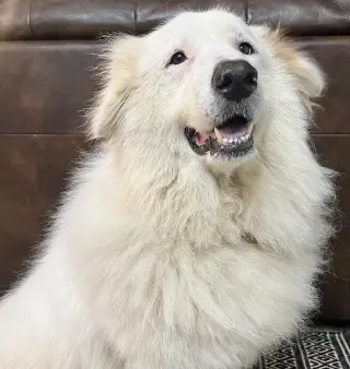 Teagan
