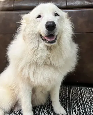 Teagan