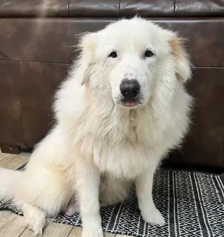 Teagan