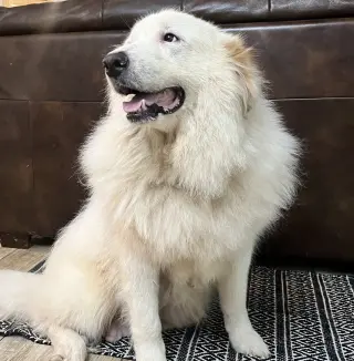 Teagan