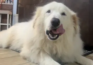 Teagan