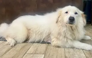 Teagan