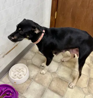 ZURI