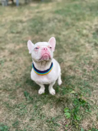 Peppa