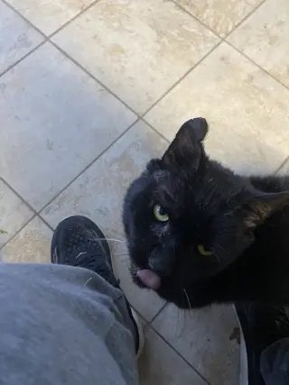 Oscar