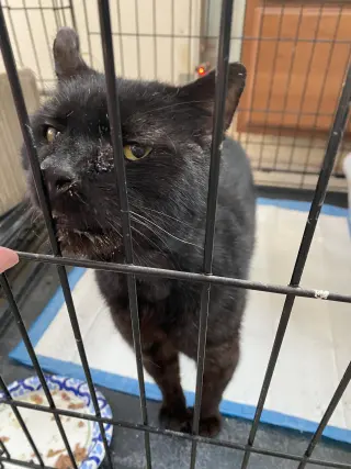 Oscar