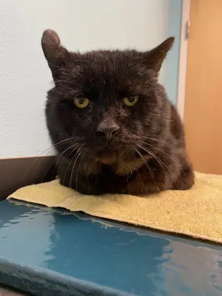 Oscar