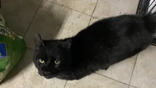 Oscar