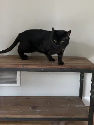 Oscar