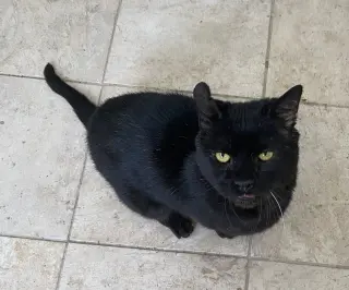 Oscar