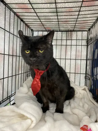 Oscar